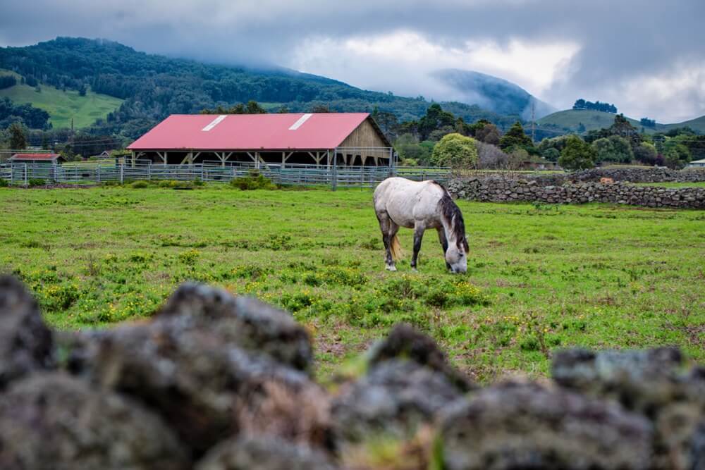 Horse pastures in Waimea