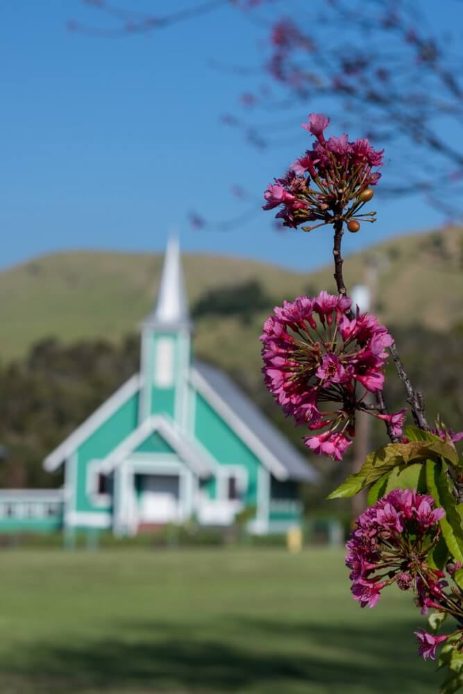 oleander blossoms in front of country church